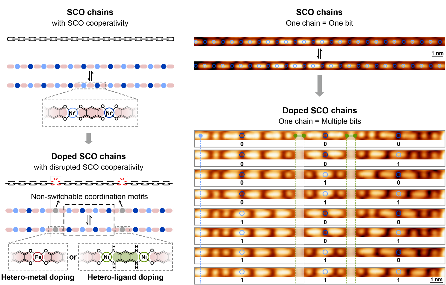 Atomically Tweaking Spin-Crossover Cooperativity to Augment Molecular Memory Density